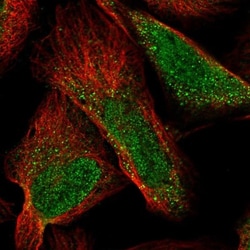 TMEM30B Antibody, Novus Biologicals:Antibodies:Primary Antibodies
